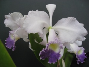 洋蘭 原種 C. trianaei var.coerulea ‘Turquesa’ FCC/CCO AM/AOS (OG)