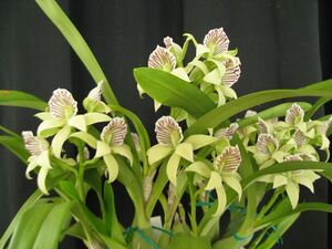 洋蘭 原種 Encyclia chacaoensis ‘Suzuki’ CHM/JOGA（OG）