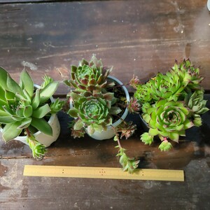 寄せ植えに 多肉植物 センペルビウム ポットの苗まとめて 抜き苗