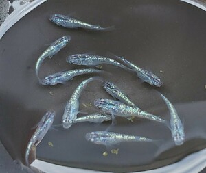 【メダカ】サファイア 成魚6匹 産卵する個体あり オスメスランダム