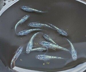 【メダカ】サファイア 成魚6匹 産卵する個体あり 〇オスメスランダム〇