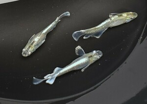 【メダカ】マリアージュキッシングワイドフィンエメラルドタイプ 成魚4匹 産卵する個体あり 〇オスメスランダム〇