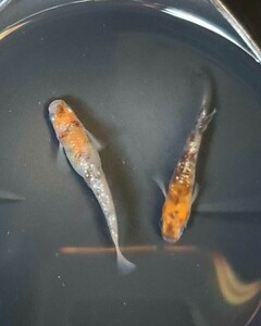 【メダカ】 三色ラメ 成魚5匹 〇オスメスランダム〇産卵する個体あり