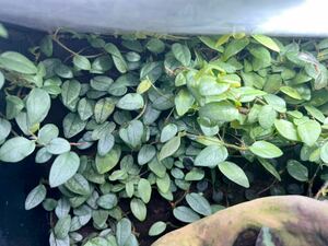 Ficus sp. Muara wahau カット苗2株　フィカス/パルダリウム/クライマープランツ/熱帯植物