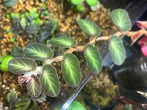 Begonia thelmae ベゴニア テルマエ　発根済みカット苗　原種ベゴニア/パルダリウム/ビバリウム/熱帯植物_画像3