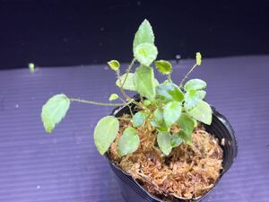 Begonia vankerckhovenii ベゴニア ヴァンケルコウェニー　原種ベゴニア/パルダリウム/熱帯植物