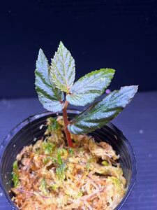 Begonia sp. Batang Ai ベゴニアspバタンアイ　子株1株　原種ベゴニア/パルダリウム/熱帯植物