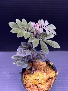 Solanum uleanum ソラナム ウレアナム　カット苗1株　　パルダリウム/熱帯植物/クライマープランツ