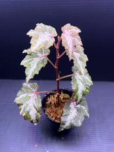 Begonia sp. Luwu Sulawesi 　パルダリウム/ビバリウム/熱帯植物/原種ベゴニア