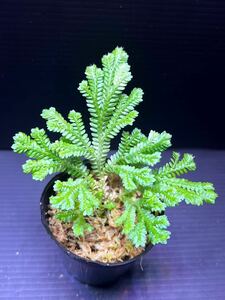 Selaginella sp.Malaysia Cameron Highlands カット苗 セラギネラ/パルダリウム/熱帯植物