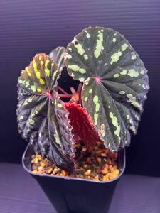 Begonia atricha Sungai Selangis ベゴニア アトリカ　子株　原種/熱帯植物/パルダリウム