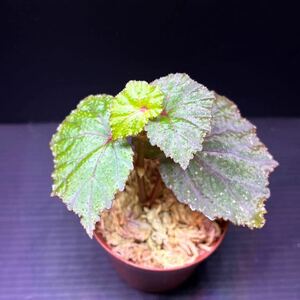 Begonia sp. North Toraja type2 カット苗　原種/ベゴニア/パルダリウム/熱帯植物