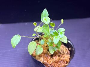 Begonia vankerckhovenii ベゴニア ヴァンケルコウェニー　原種ベゴニア/パルダリウム/熱帯植物