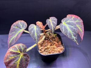Begonia decora ベゴニア デコラ　パルダリウム/ビバリウム/熱帯植物/原種