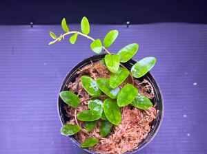 Marcgravia rectiflora マルクグラビア レクティフローラ　カット苗　パルダリウム/熱帯植物/クライマープランツ