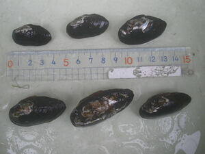 採れたて新鮮!! イシガイ 石貝 ( 二枚貝 ) =１０個　 各種 タナゴ タビラ 繁殖用 　　　　　　　カワシンジュガイ は特定第二種指定