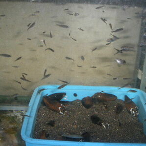 採れたて新鮮!! イシガイ 石貝 ( 二枚貝 ) =１０個  各種 タナゴ タビラ 繁殖用        カワシンジュガイ は特定第二種指定の画像4