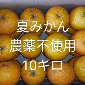 夏みかん　農薬不使用　10キロ