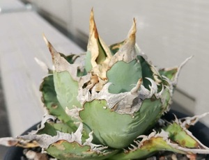 【ever plants】Agave titanota Godzilla (4c333)、哥吉拉、チタノタ、オテロイ、台湾ゴジラ