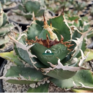 【ever plants】Agave titanota tarantula、チタノタ、オテロイ、タランチュラ3