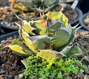 【ever plants】Agave titanota 格利芬（4C183）チタノタ、オテロイ、グリフィン、