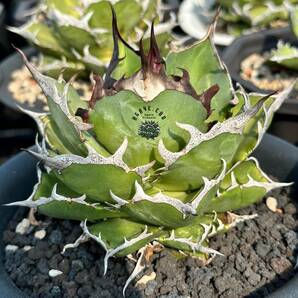 【ever plants】Agave titanota Hades（1）チタノタ、オテロイ、ハデス、黒帝斯の画像1