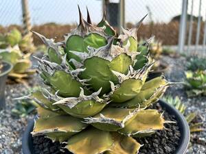 【ever plants】Agave titanota 宙斯（TC）Zeus チタノタ、オテロイ、ゼウス