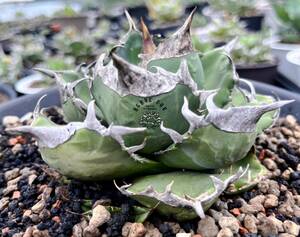 【ever plants】Agave titanota SAD（4C318）チタノタ、オテロイ、南アフリカダイヤモンド、南非鑽石、立可白
