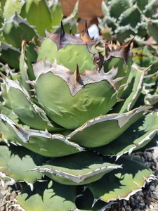 【ever plants】Agave titanota Battle Ax1、チタノタ、オテロイ、バトルアックス、発根済み