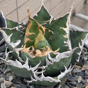 【ever plants】Agave titanota Dennis002（4c198）デニス002、チタノタ、オテロイの画像1
