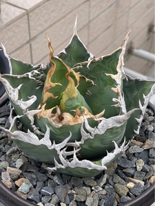 【ever plants】Agave titanota Dennis002（4c199）デニス002、チタノタ、オテロイ