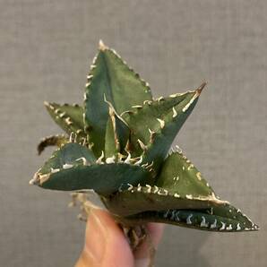 【ever plants】Agave titanota Dennis002（4c198）デニス002、チタノタ、オテロイの画像4
