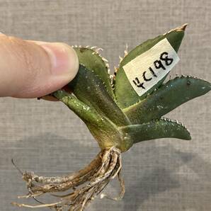 【ever plants】Agave titanota Dennis002（4c198）デニス002、チタノタ、オテロイの画像8
