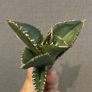 【ever plants】Agave titanota Dennis002（4c198）デニス002、チタノタ、オテロイの画像3