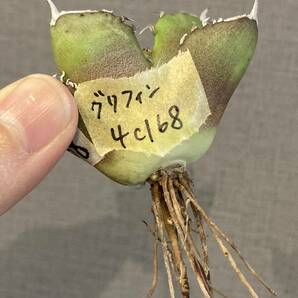 【ever plants】Agave titanota 格利芬（4c168）チタノタ、オテロイ、グリフィン、Griffinの画像10