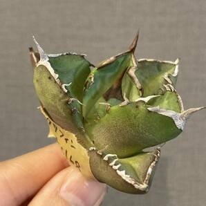 【ever plants】Agave titanota 格利芬（4c168）チタノタ、オテロイ、グリフィン、Griffinの画像4