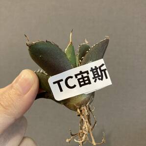 【ever plants】Agave titanota 宙斯（TC）Zeus チタノタ、オテロイ、ゼウスの画像9