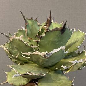 【ever plants】Agave titanota 海豹（4C279）チタノタ、オテロイ、寛葉厳龍、猫頭鷹、OWLの画像4