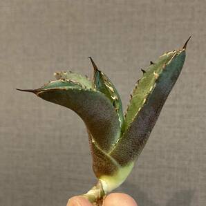 【ever plants】Agave titanota Dennis040（4c290）デニス040、ランスロット、キングアーサーの画像5