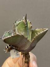 【ever plants】Agave titanota 黒豹（4C054）チタノタ、オテロイ、ブラックパンサー_画像5