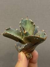 【ever plants】Agave titanota Battle Ax1、チタノタ、オテロイ、バトルアックス_画像3