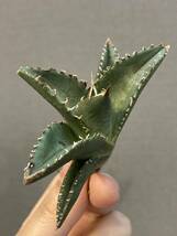 【ever plants】Agave titanota Dennis002（4c209）デニス002、チタノタ、オテロイ_画像4