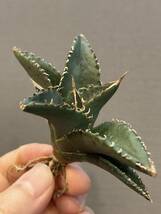【ever plants】Agave titanota Dennis002（4c209）デニス002、チタノタ、オテロイ_画像2