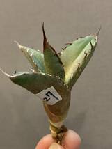 【ever plants】Agave titanota Dennis031（4c327）デニス031、羽毛、フェザー_画像5