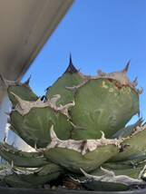 【ever plants】Agave titanota Dennis011（4c315）デニス011、チタノタ、オテロイ_画像2