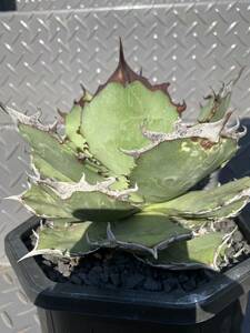 【ever plants】Agave titanota Dennis011（4c315）デニス011、チタノタ、オテロイ