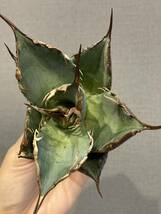 【ever plants】Agave titanota tarantula、チタノタ、オテロイ、タランチュラ_画像6