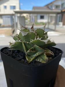 [ever plants]Agave titanota white ..(OC)