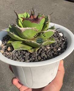 【ever plants】Agave titanota 黒豹（4C050）チタノタ、オテロイ、ブラックパンサー