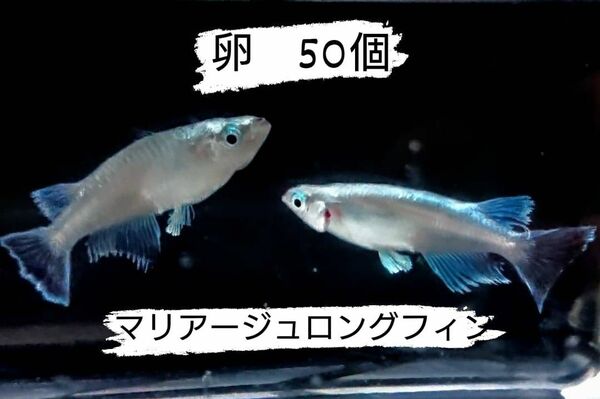 マリアージュロングフィン メダカ めだか 卵 50個